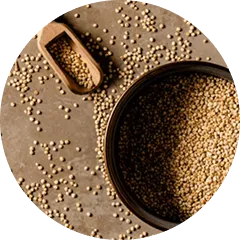Mustard Seeds